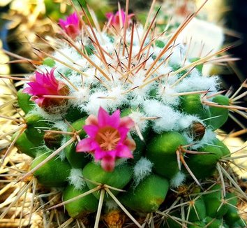 Photo of Mammillaria compressa flower by Paradise Found Nursery