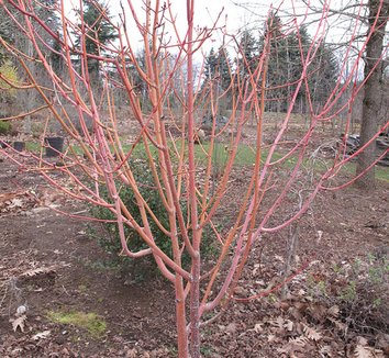 Photo of Acer x conspicuum 'Phoenix' distinctive bark, form, winter interest by plant lust