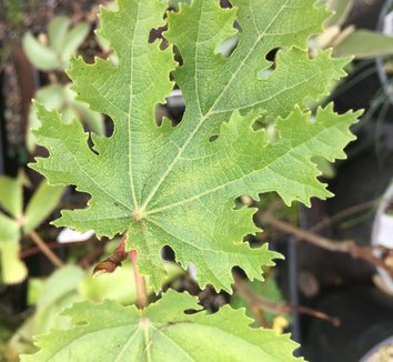 Photo of Ficus afghanistanica 'Dwarf Green Filigree' foliage by plant lust