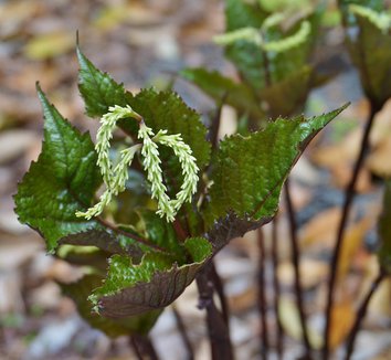 Chloranthus from multiple nurseries on Plant Lust