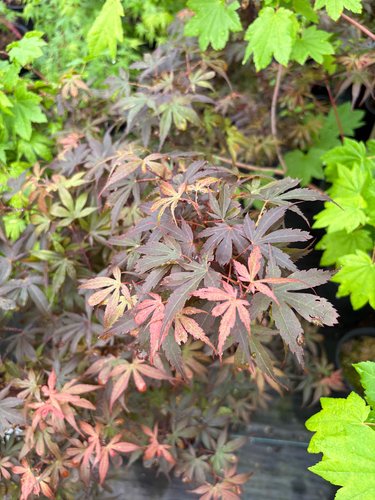 Photo of Acer palmatum 'Skeeter's Broom' foliage by plant lust