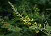 Sophora