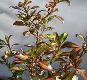 Photo of Coprosma 'Evening Glow' foliage by Avant Gardens