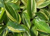 Alpinia