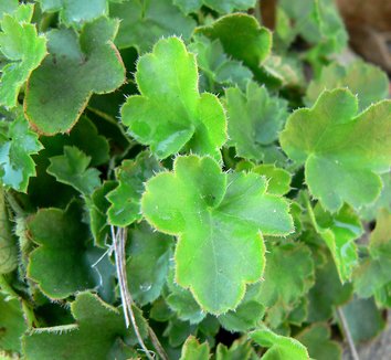 Photo of Heuchera brevistaminea by Stan Shebs