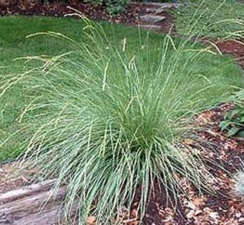 Photo of Festuca mairei form by Annie's Annuals & Perennials