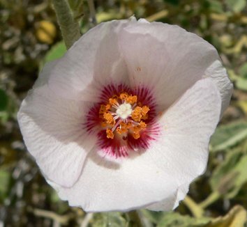 Photo of Hibiscus denudatus by Stan Shebs
