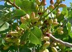 Pistacia