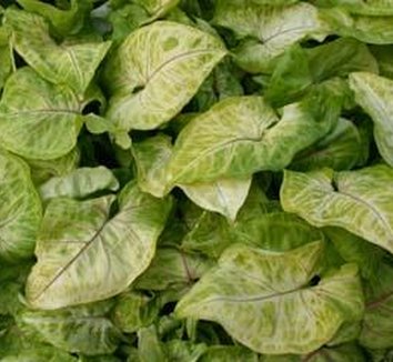 Photo of Syngonium 'Gold Allusion' foliage by Avant Gardens