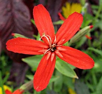 Photo of Silene regia flower by Annie's Annuals & Perennials