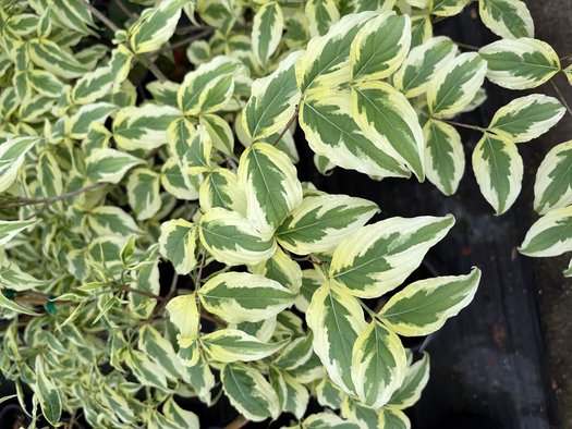 Photo of Cornus kousa 'Summer Fun' flower, foliage by plant lust
