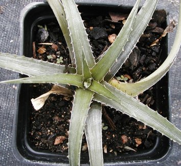 Dyckia from multiple nurseries on Plant Lust