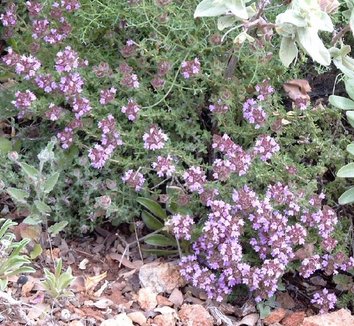 Photo of Thymus camphoratus flower by Lumbar