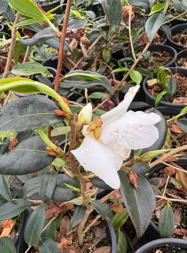 fox tails plants Fox Tail – Veda Aquarium
