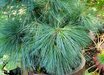Pinus