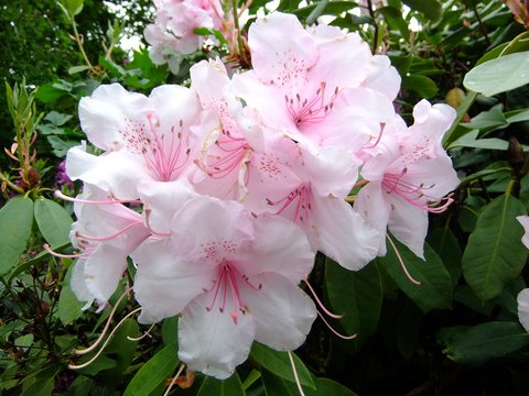 Rhododendron 'Mother of Pearl'
