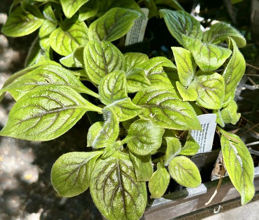 Photo of Hemiboea subacaulis var. jiangxiensis by 	plant lust