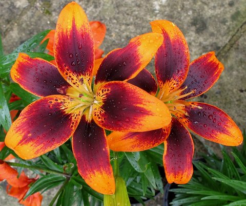 Lilium 'Tiny Lion' | Lilium Lily Looks™ 'Tiny Lion' | plant lust