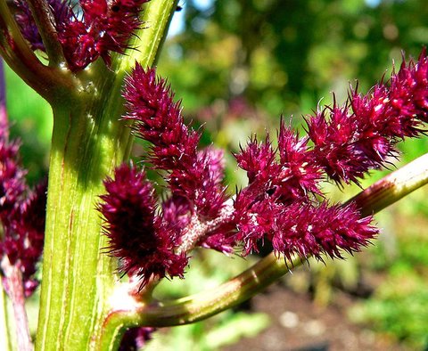 Amaranthus cruentus Amaranthus hybridus subsp. cruentus Amaranthus