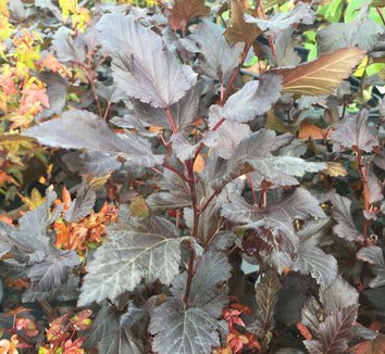 Photo of Physocarpus opulifolius Summer Wine® PP14821 foliage by plant lust