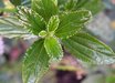 Ceanothus