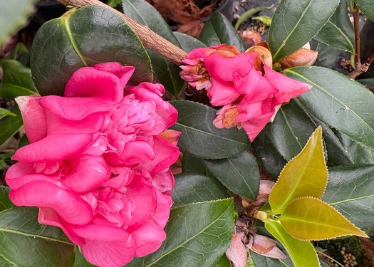 Photo of Camellia x williamsii 'Anticipation' flower by plant lust