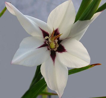 Photo of Gladiolus murielae close-up, flower by Peter Forster