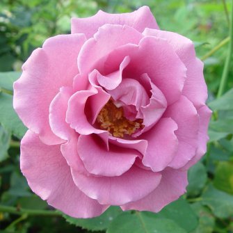 Rosa ‘Climbing Angel Face’ | Climbing Angel Face Rose | plant lust