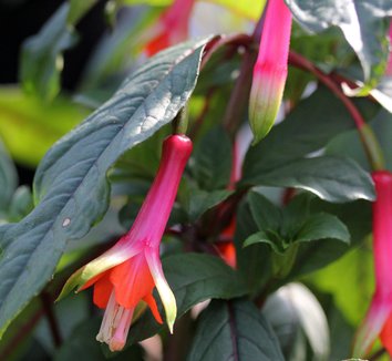 Photo of Fuchsia denticulata flower by Annie's Annuals & Perennials