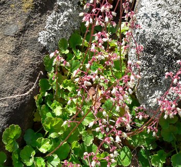 Photo of Heuchera rubescens by Stan Shebs