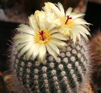 Photo of Parodia scopa flower by Michael Wolf