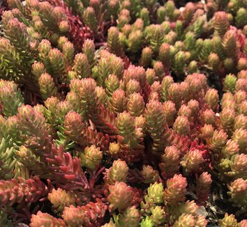 Photo of Sedum ochroleucum 'Red Wiggle' foliage by Little Prince of Oregon