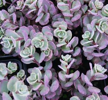 Photo of Sedum cauticola 'Lidakense' foliage by Avant Gardens