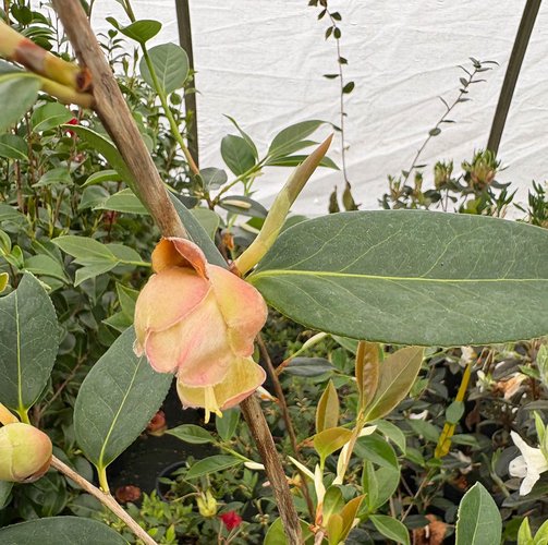 Photo of Camellia x williamsii 'Brigadoon' bud, foliage by plant lust