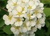 Spiraea