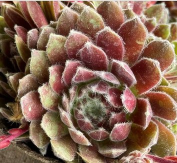 Photo of Sempervivum 'Pacific Grace'