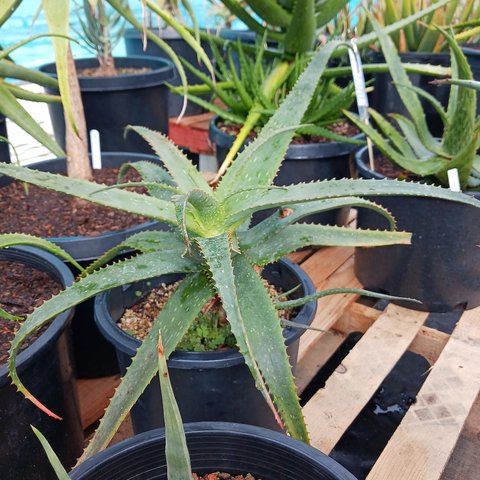 Aloe khamiesensis | Aloe khamiensis | plant lust