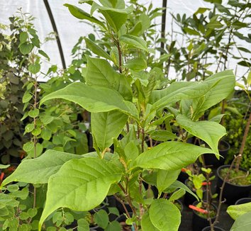 Photo of Magnolia 'Tinkerbell' PP31317 foliage by plant lust