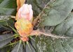 Rhododendron 'Powder Snow'