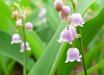 Convallaria