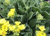 Alyssum