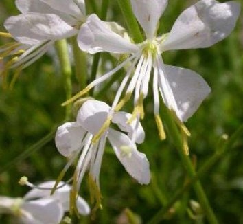 Photo of Gaura lindheimeri 'So White' flower by Avant Gardens