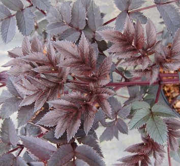 Photo of Angelica sylvestris 'Ebony' foliage by Far Reaches Farm