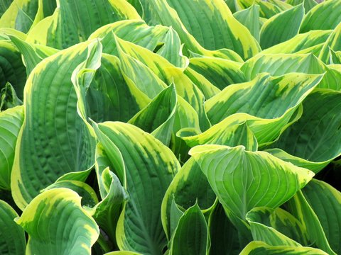 Hosta 'Peter Ruh' | | plant lust