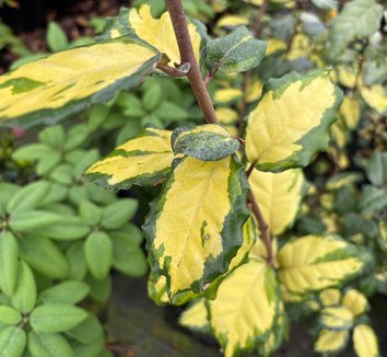 Photo of Elaeagnus pungens 'Clemson Variegated' foliage by plant lust