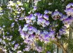 Psoralea