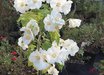 Abutilon