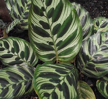 Photo of Calathea makoyana foliage by Stickpen
