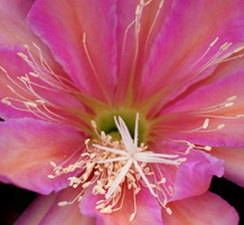 Photo of Epiphyllum 'Monastery Garden' flower by Annie's Annuals & Perennials