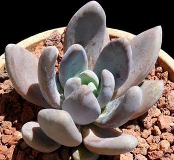 Photo of x Graptoveria 'Royal Flush' by Cactus Jungle